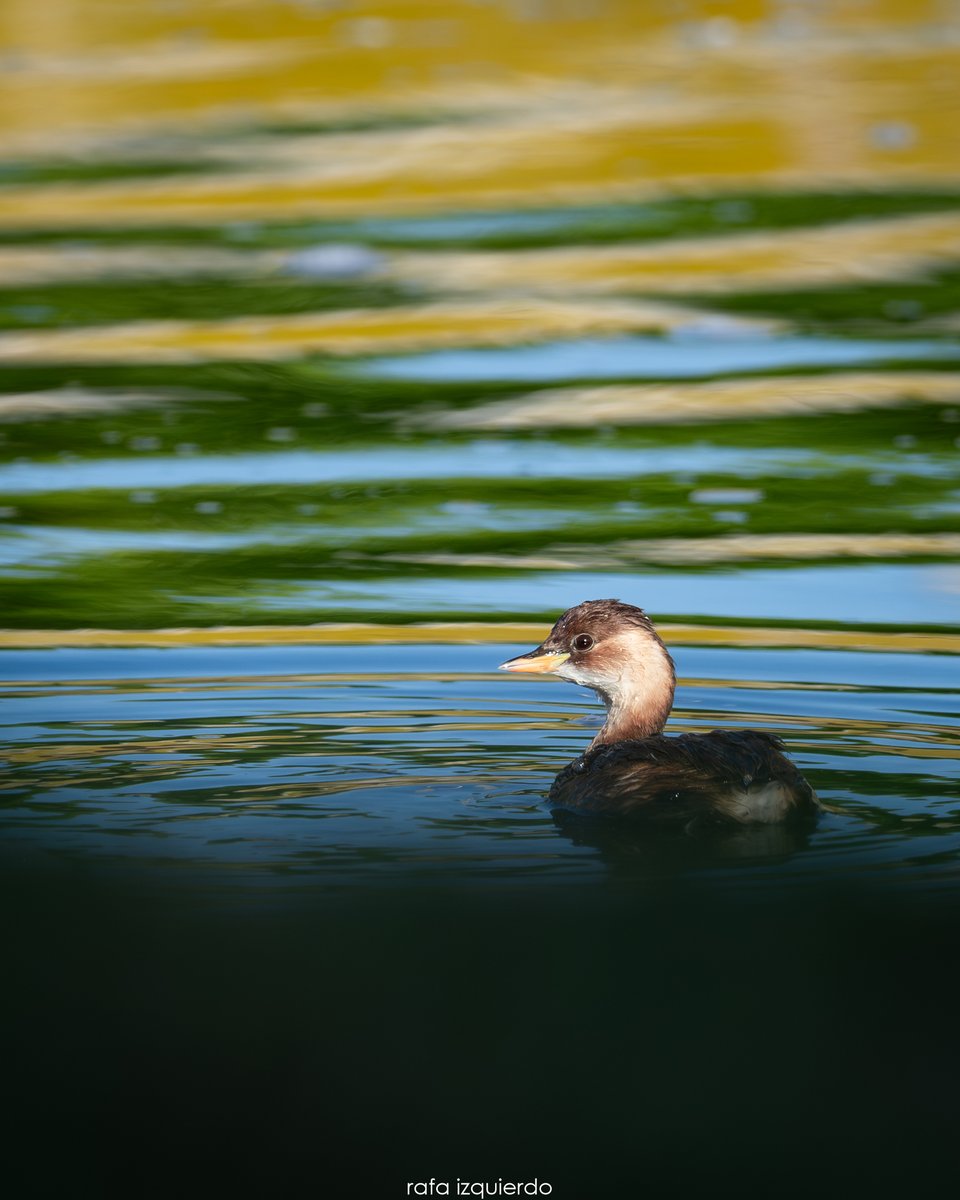 Zampullín (Tachybaptus ruficollis) (Cádiz) - SPAIN rafaizquierdo.com #tufotonatgeo #chiclana #birds #nature #BBCWildlifePOTD #birdwatching #OLYMPUS