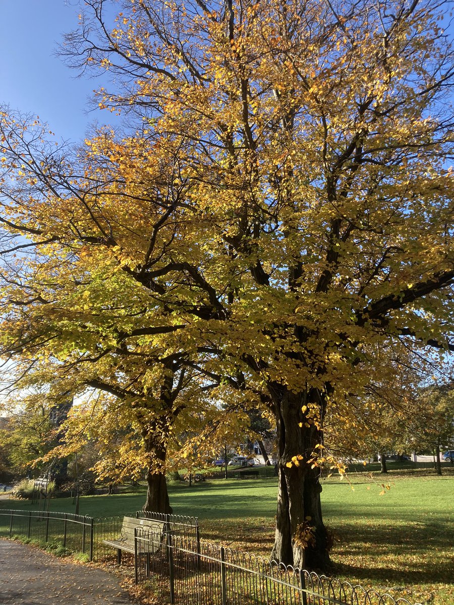 The golden leaves of Ulmus sapporo ‘Autumn Gold’ today in Blakers Park, #Brighton. 
#loveyourpark #trees #morningwalk #friendsofblakerspark #treesaregoodforyou #citytrees #citypark @BlakersParkFrds