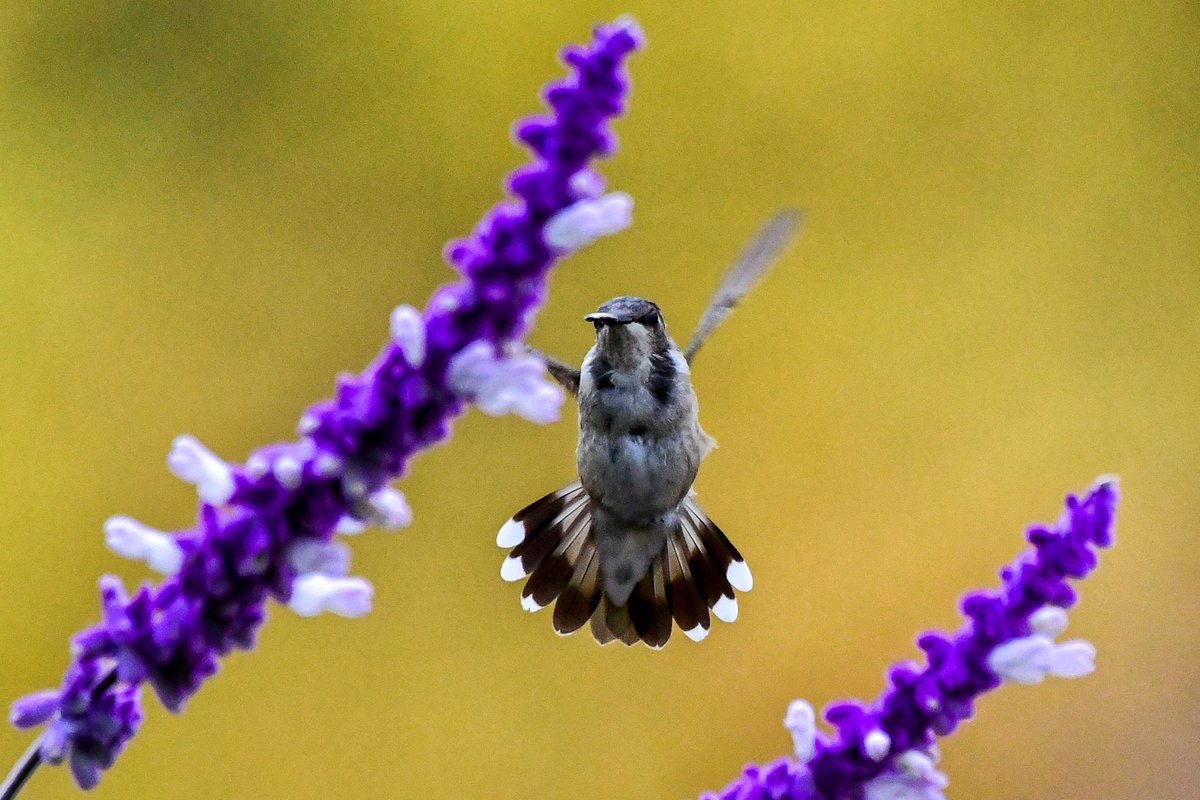 Gloria (@lucent508) on Twitter photo Gah!!!! NY STATE FIRST: BLACK-CHINNED HUMMINGBIRD found by a worker <a href="/randallsisland/">Randalls Island Park</a> by the Urban Farm and ID'd by Tim Healy!!!! 😍 Gah!!!! NY STATE FIRST: BLACK-CHINNED HUMMINGBIRD found by a worker <a href="/randallsisland/">Randalls Island Park</a> by the Urban Farm and ID'd by Tim Healy!!!! 😍