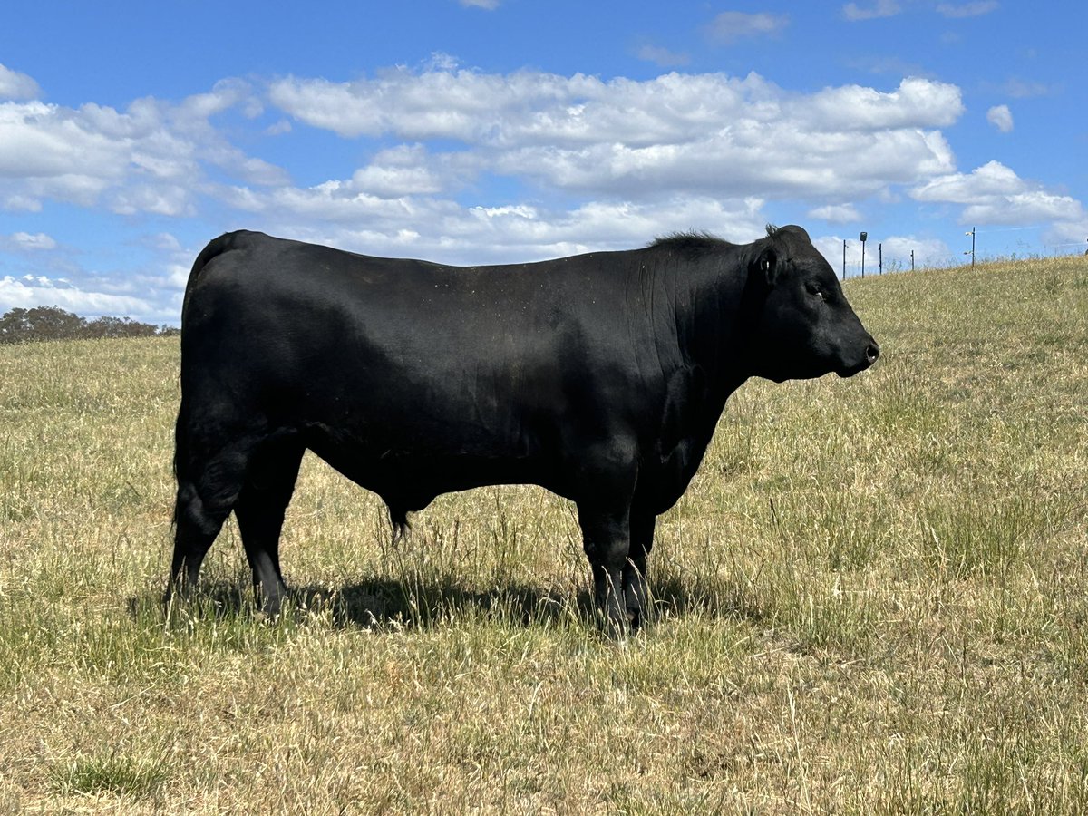 Meet Jacob one of our young stud bulls… registered AA PRW22T2… he’s a stunning youngster #keepfarmersfarming #angusaustralia #777angus