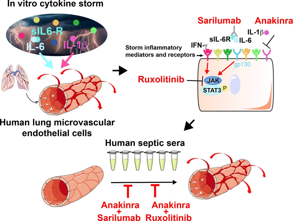 Nov. Featured Article: Identifying the cytokines responsible for disrupting the human lung endothelium during a cytokine storm reveals a potential combined therapy against sepsis
ahajrnls.org/3SoxIBe