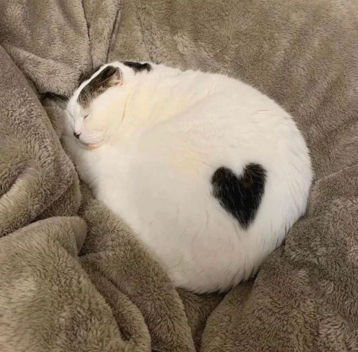 Posts Of Cats tweet media