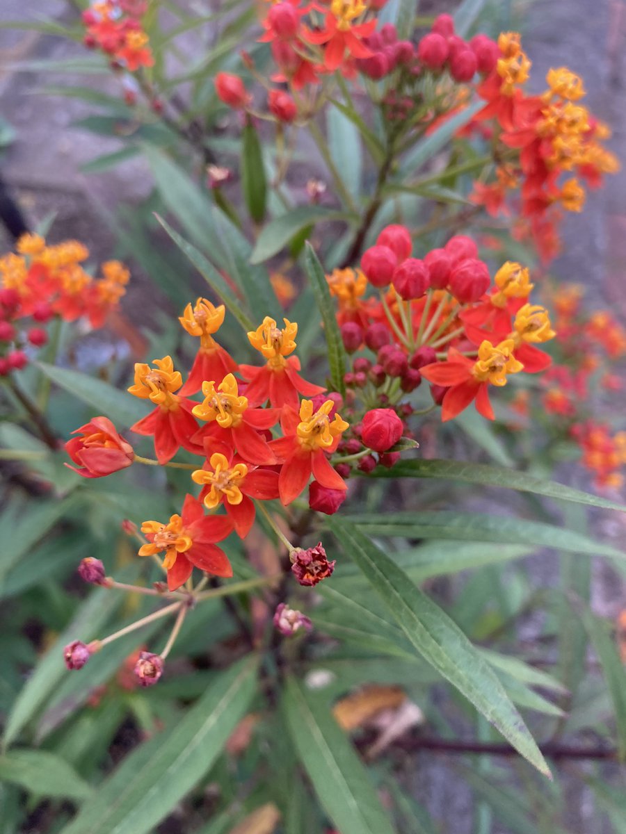 milkweed