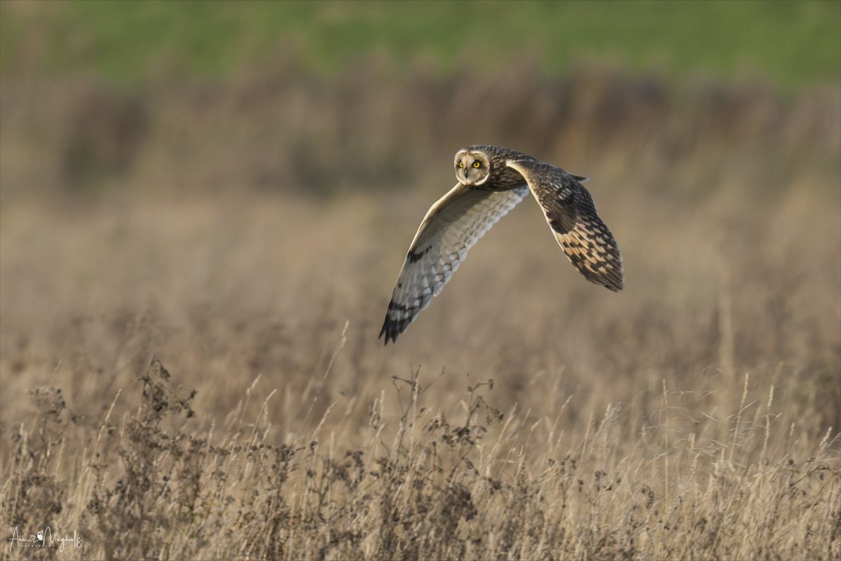 Short Eared Owl #NaturePhotograhpy #natureonx #potd