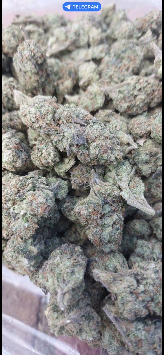 pablosFlowery's tweet photo. tap in doing deals all day 
These new flavors are gassy

Ice cream gelato  

Also got wax hmu 

Orlando/Kissimmee/Apopka/altamonte area tap in 
#orlandoweed #kissimmeeweed #disneyweed #altamonteweed #ucfweed #orlando420 #floridaweed #floridacannabis https://t.co/aCHW8rV3Ky