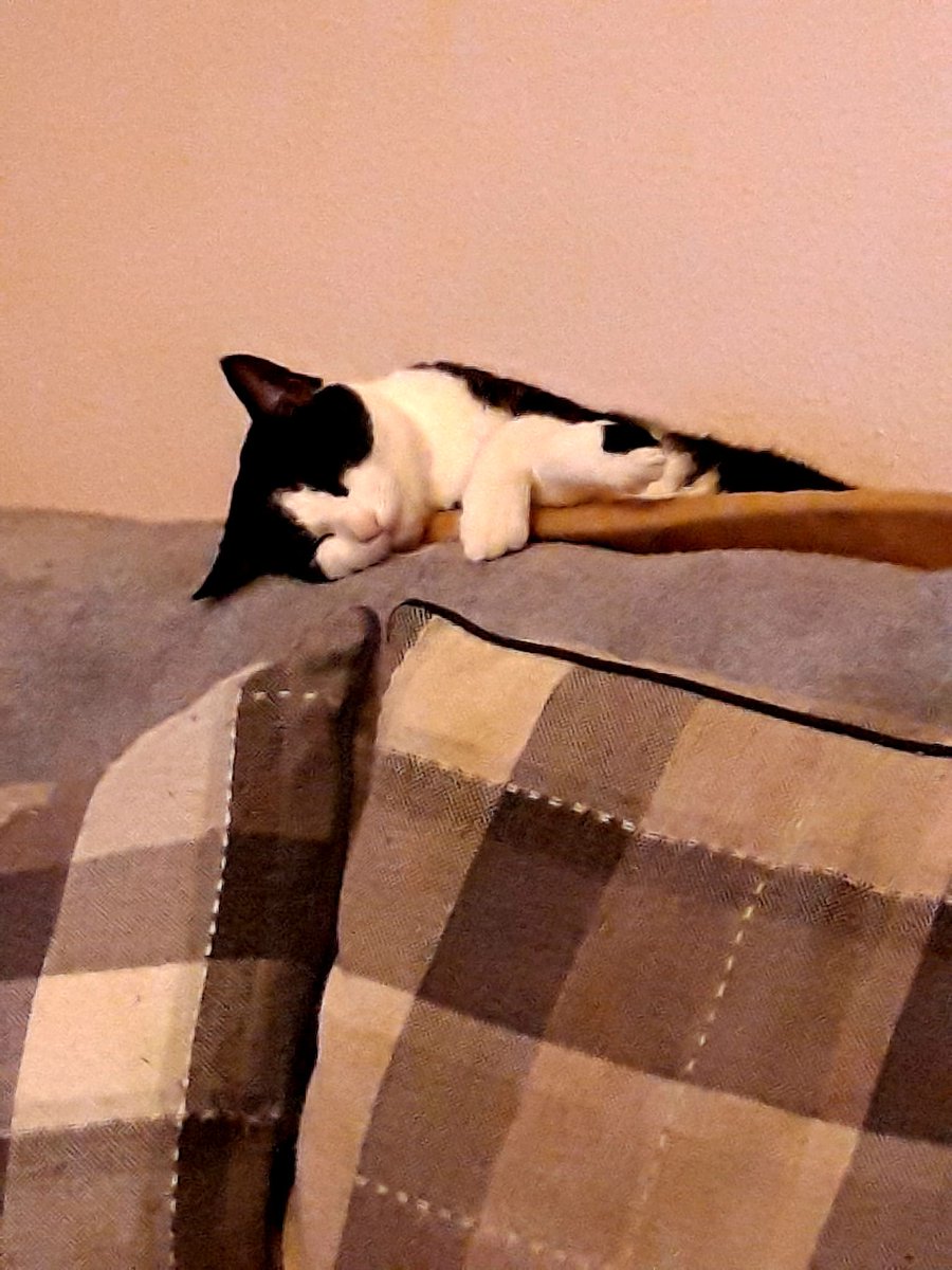 Brynllys1's tweet photo. #Cathod #CatsOfTwitter #Caturday https://t.co/hVNqOAjS5Q