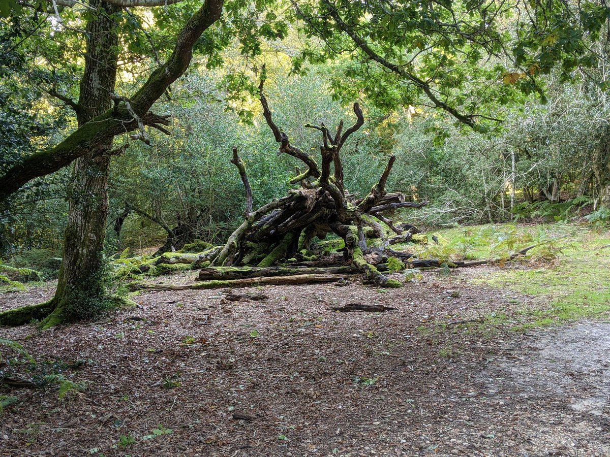 nenmden's tweet photo. @sglaisteryoung I'm clearly good at finding piles of twigs left by witches...or is it me making them? 🤔👹 Also, totally stealing your photos for painting references 😜 https://t.co/Wmk1aNZ0VF