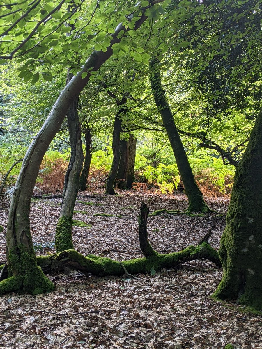 nenmden's tweet photo. @sglaisteryoung I'm clearly good at finding piles of twigs left by witches...or is it me making them? 🤔👹 Also, totally stealing your photos for painting references 😜 https://t.co/Wmk1aNZ0VF