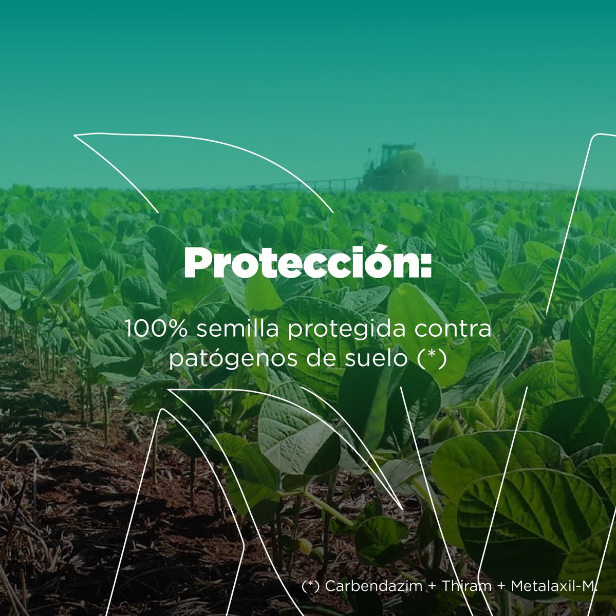 Elegir la semilla 🫘 adecuada, es una de las decisiones más importantes para lograr un cultivo exitoso. 💪🏼
➡️ En Nutrien ofrecemos una línea exclusiva y contamos con marcas  líderes del mercado. 
✅ Conocé por qué tenés que elegir nuestros productos 👇🏻