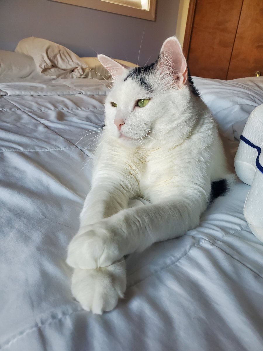 crimalize's tweet photo. Fatches, my grandparents cat, being an absolute gentleman - loves this boy! https://t.co/NnA4ZpRhXc