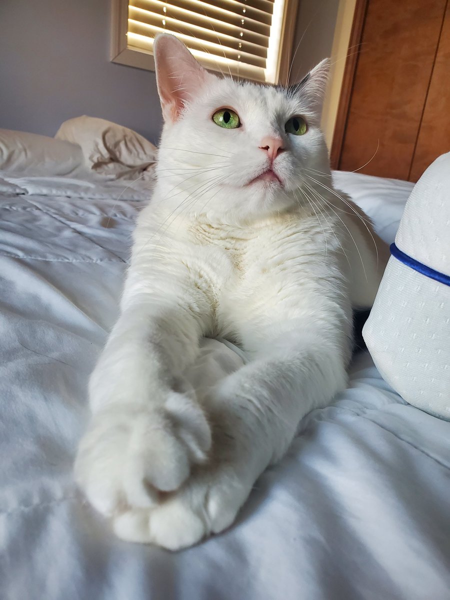 crimalize's tweet photo. Fatches, my grandparents cat, being an absolute gentleman - loves this boy! https://t.co/NnA4ZpRhXc