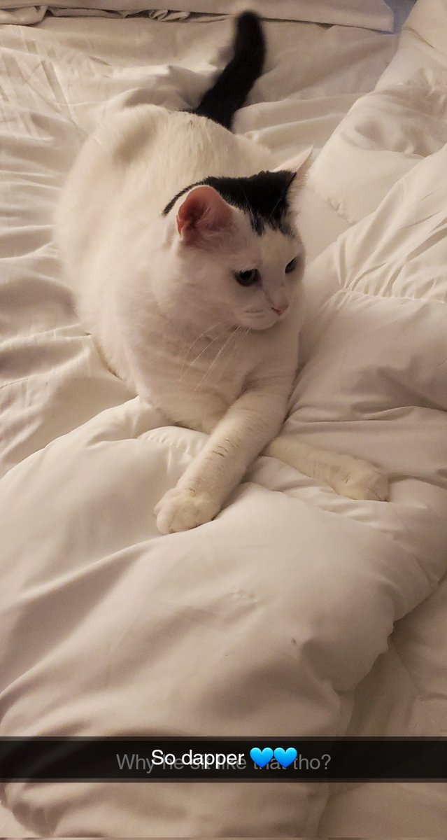 crimalize's tweet photo. Fatches, my grandparents cat, being an absolute gentleman - loves this boy! https://t.co/NnA4ZpRhXc