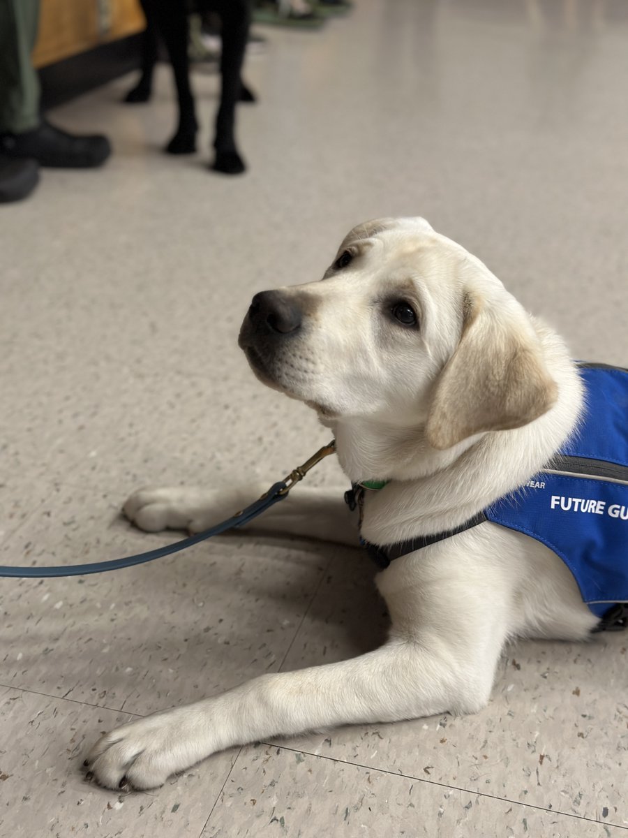 NorthColonieCSD's tweet photo. What's better than a Friday? A Friday with PUPPIES! Thank you to @GuidingEyes for visiting our third graders at @SouthgateES and teaching important lessons about the treatment of #servicedogs and what they do to help the visually impaired. https://t.co/yKz0QkBjyX