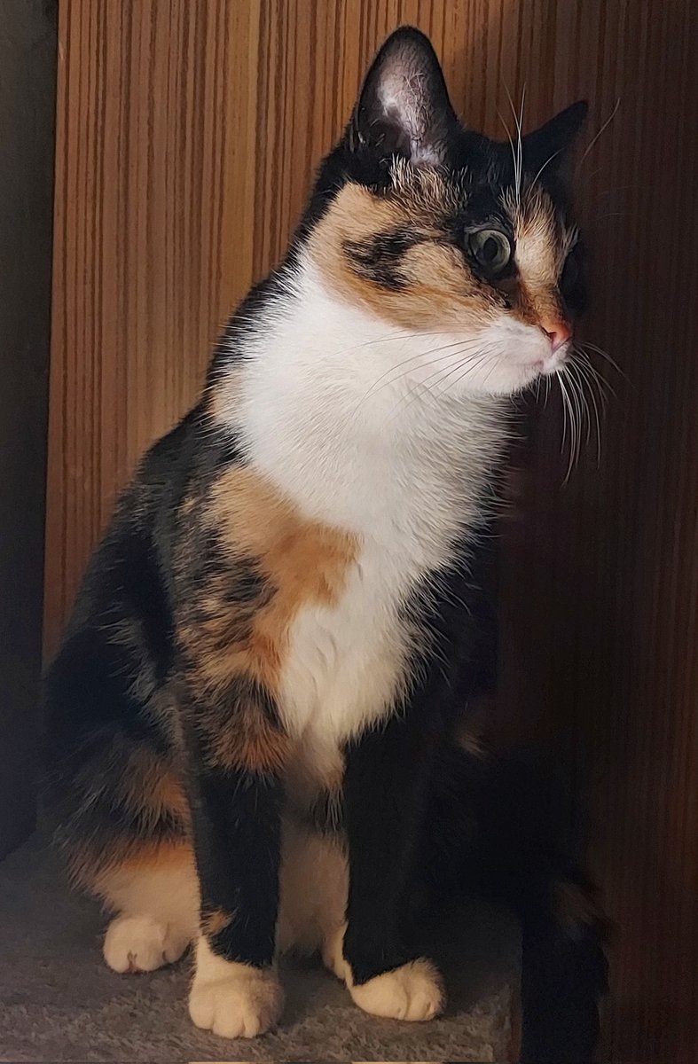 ja_zabecka's tweet photo. Podziwiaj mię 😼
#Lunka https://t.co/A3UcleL37p