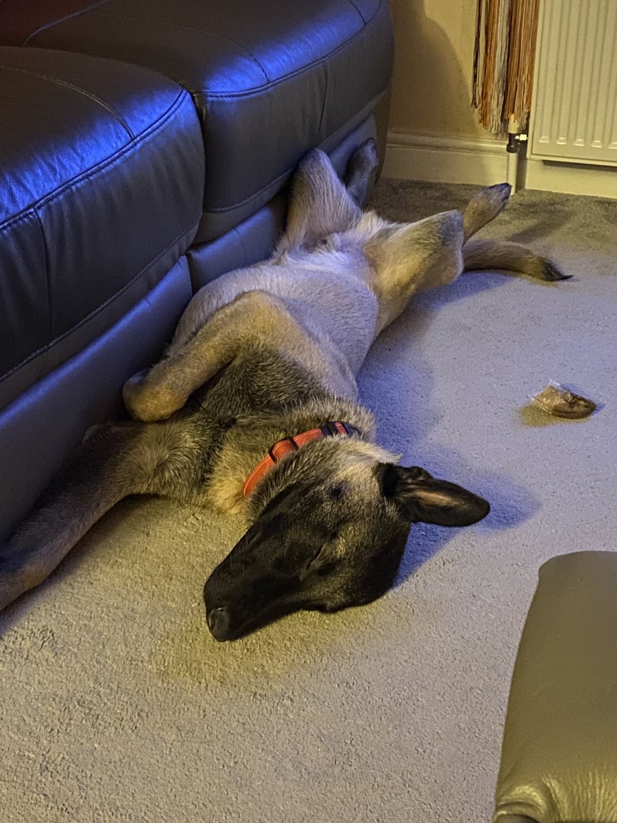 nellyb78's tweet photo. The weekend is here 🐺❤️🐾🥃👍🤣. Chill out however you like #TeamMali #Mailigator #Dreamtime #ChasingRabbits https://t.co/JT4e2RxkYq