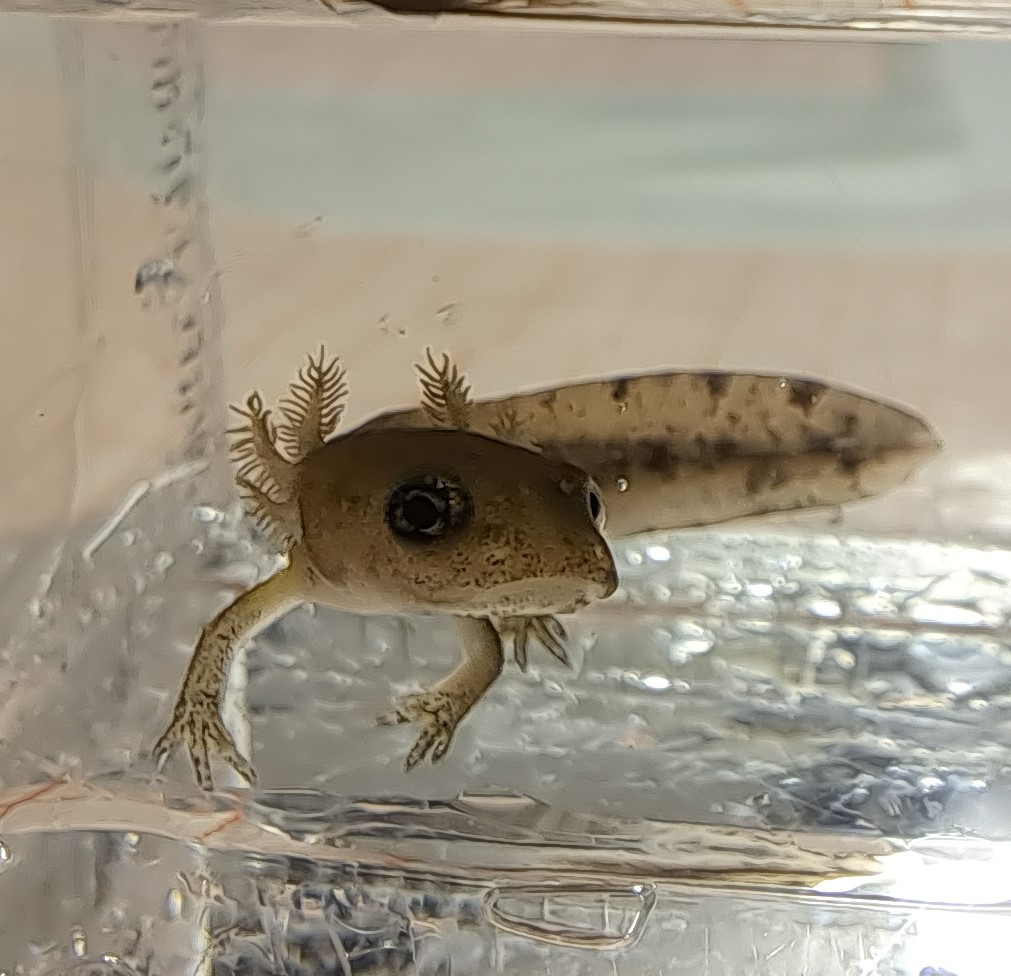 Are you looking for a #masterthesis project starting next spring? We are offering a project that includes #fieldwork with #firesalamander larvae! Read all about it here bitly.ws/32Cmh #bielefelduniversity