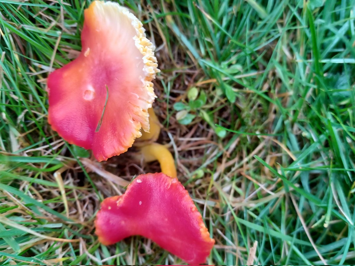 #FungiFriday Think this is Splendid Waxcap ( Hygrocybe splendidissima). Found on an amazing day out with @ray_rambling.