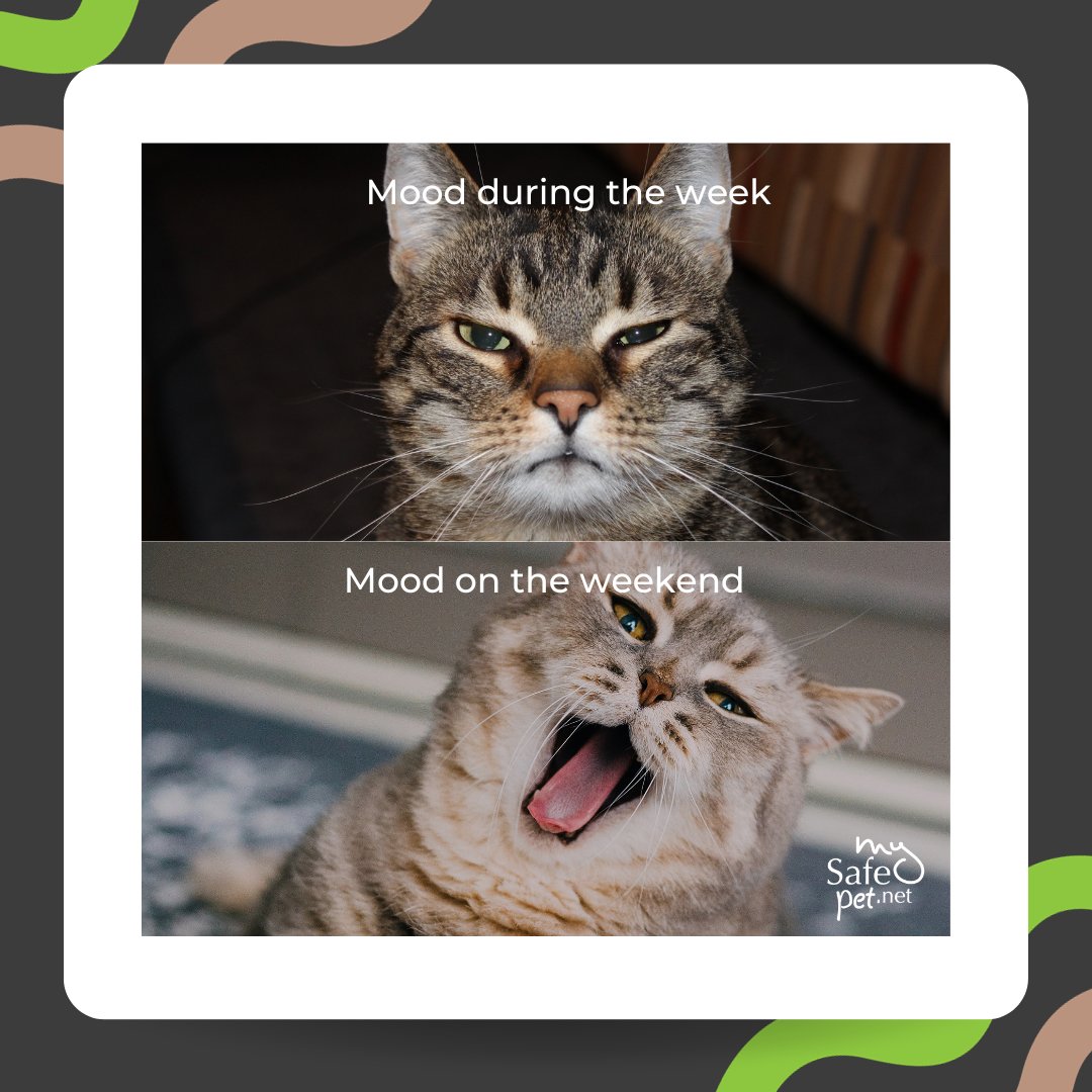 MySafePetNet's tweet image. Time to let your #fur down and get into paw-ty mode…the weekend is here! 🐾

We hope you and your furry friends have a weekend full of belly rubs, walks, treats, relaxation, &amp;amp; whatever else makes for a tail-waggin’ good time. 🐕🐱

Share your weekend plans below! 👇