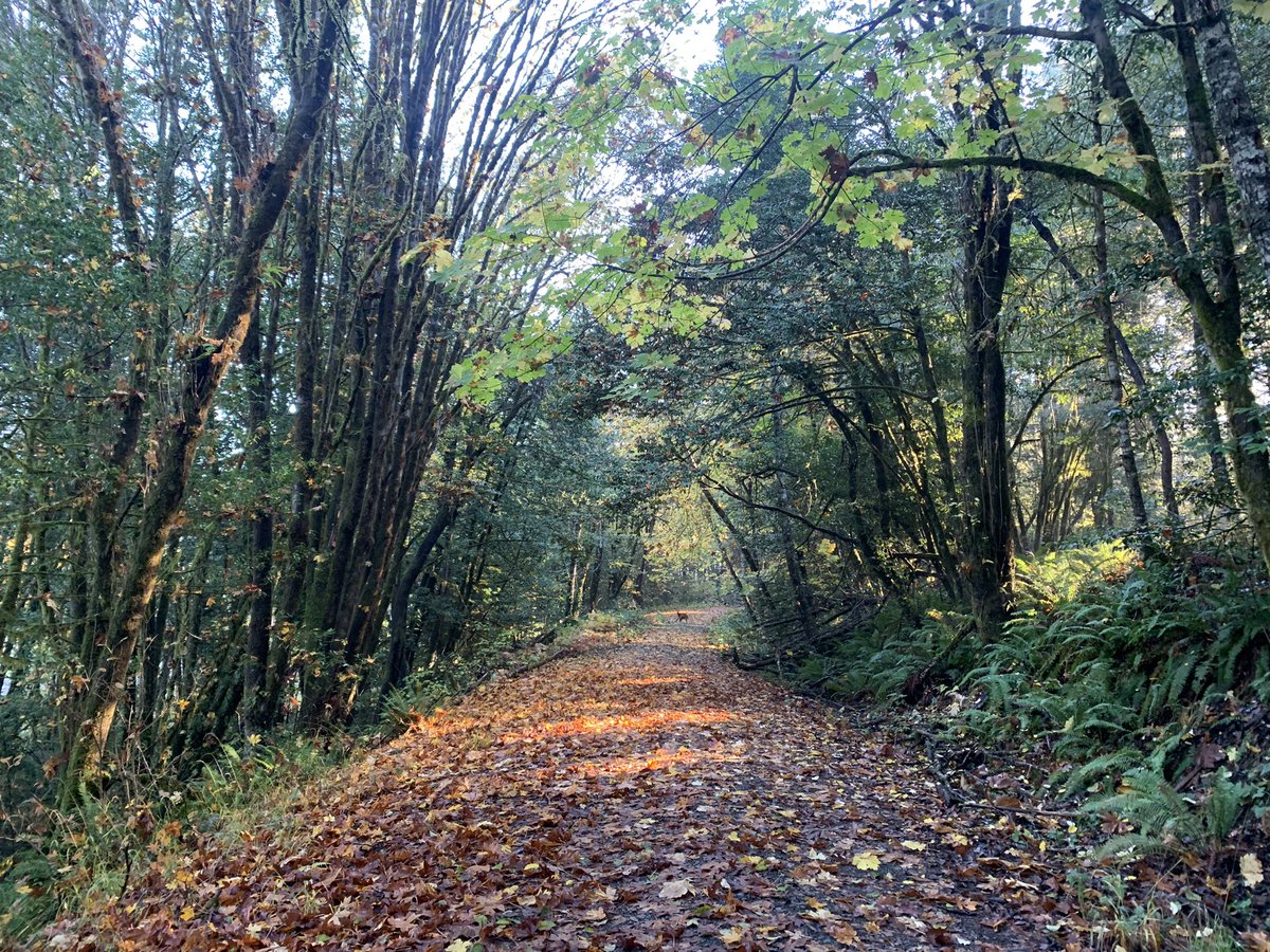 mattshorb's tweet photo. Fall runs… ❤️  #running @brooksrunning https://t.co/OJ9pCkMACk