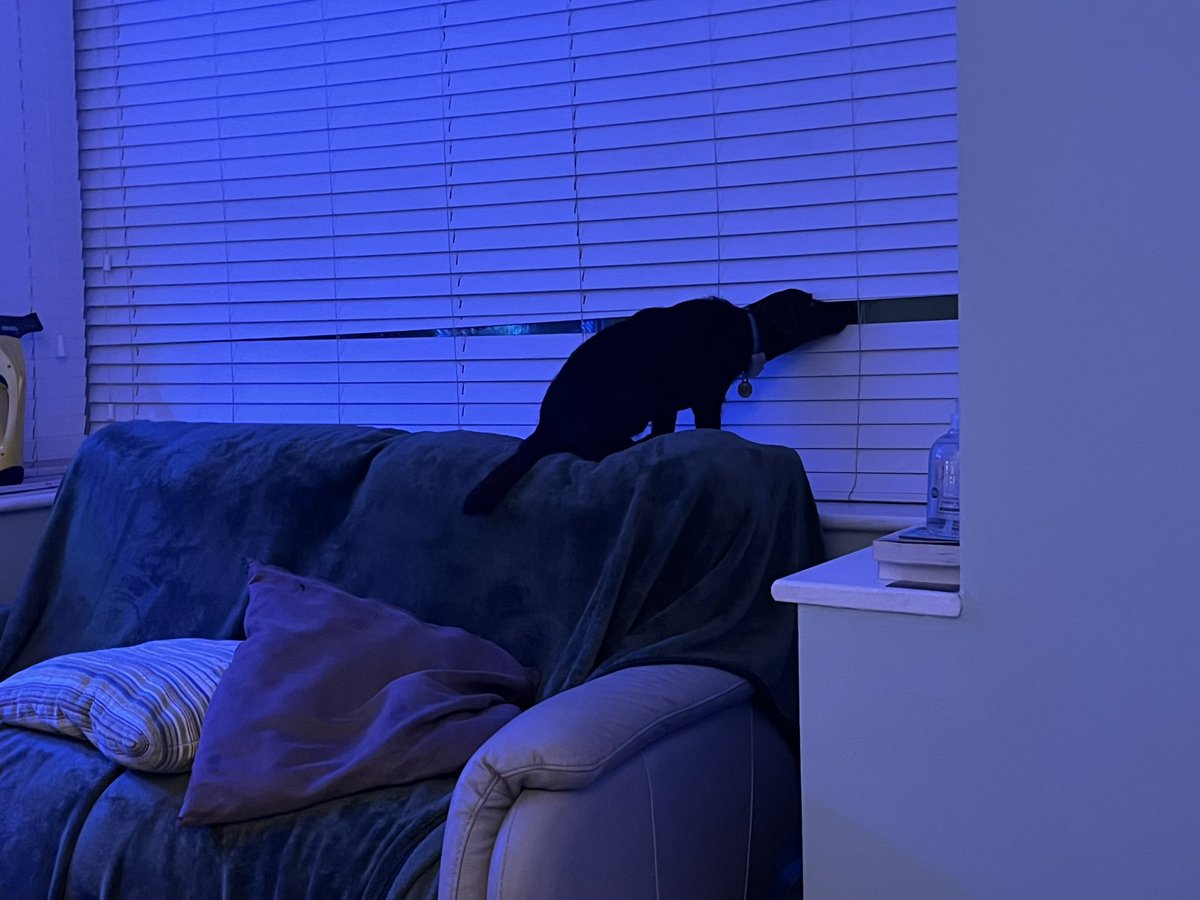 Neighbourhood watch!!!