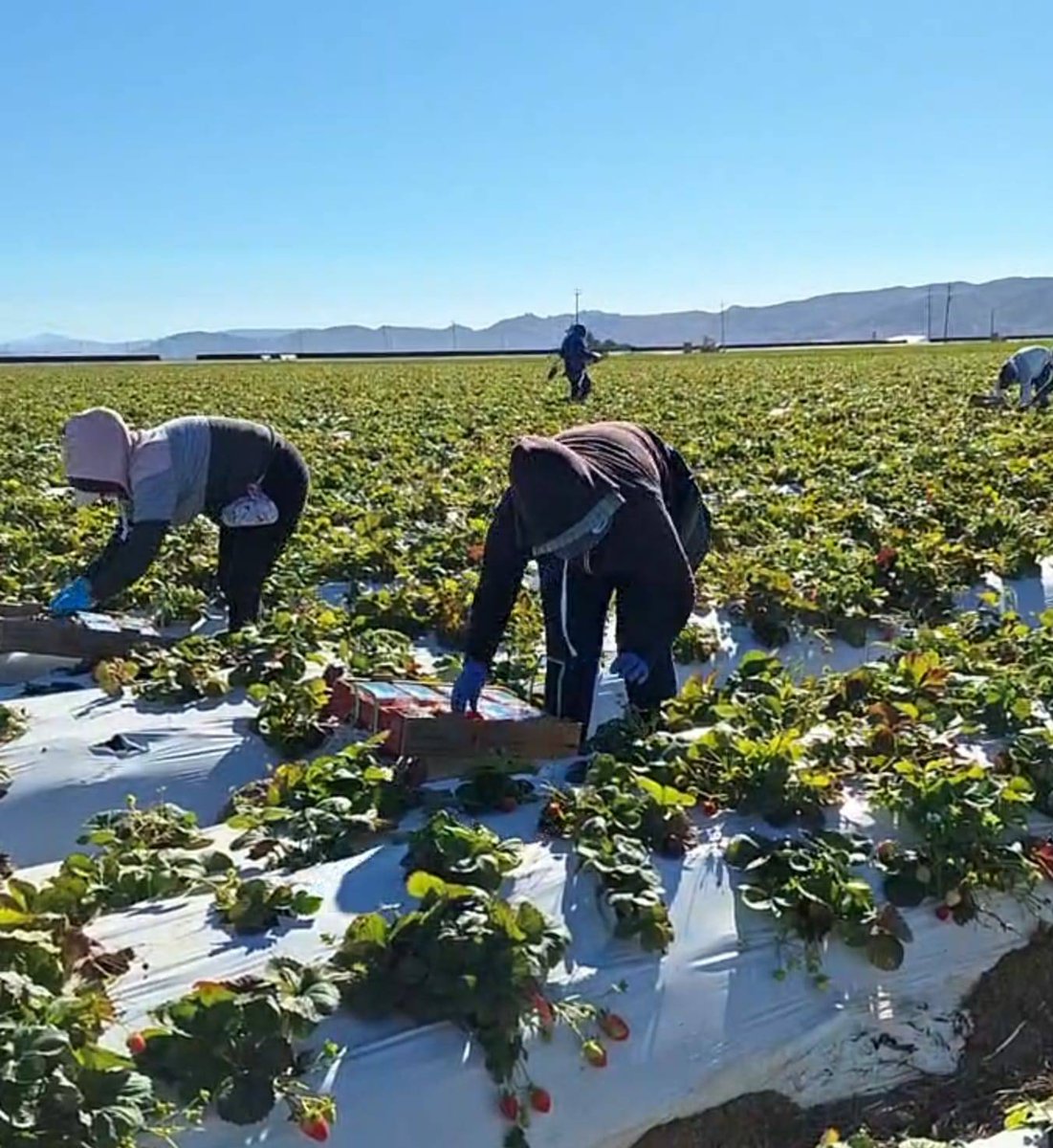Adriana's been working in the strawberries in Santa Maria CA for 9 years. She shares, "the season is ending and we're working hourly as there are very few berries. My back aches from walking crouched over all the time looking for the last of the berries." #WeFeedYou
