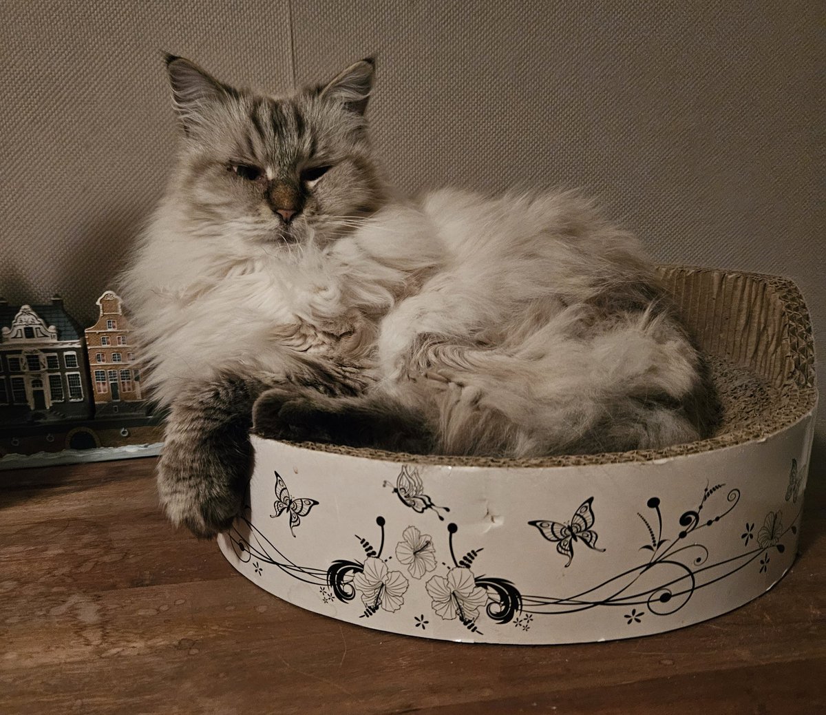thehairycats's tweet photo. Time to get up and go to bed. #Casper #BigBedTime https://t.co/88QXxwj7ig