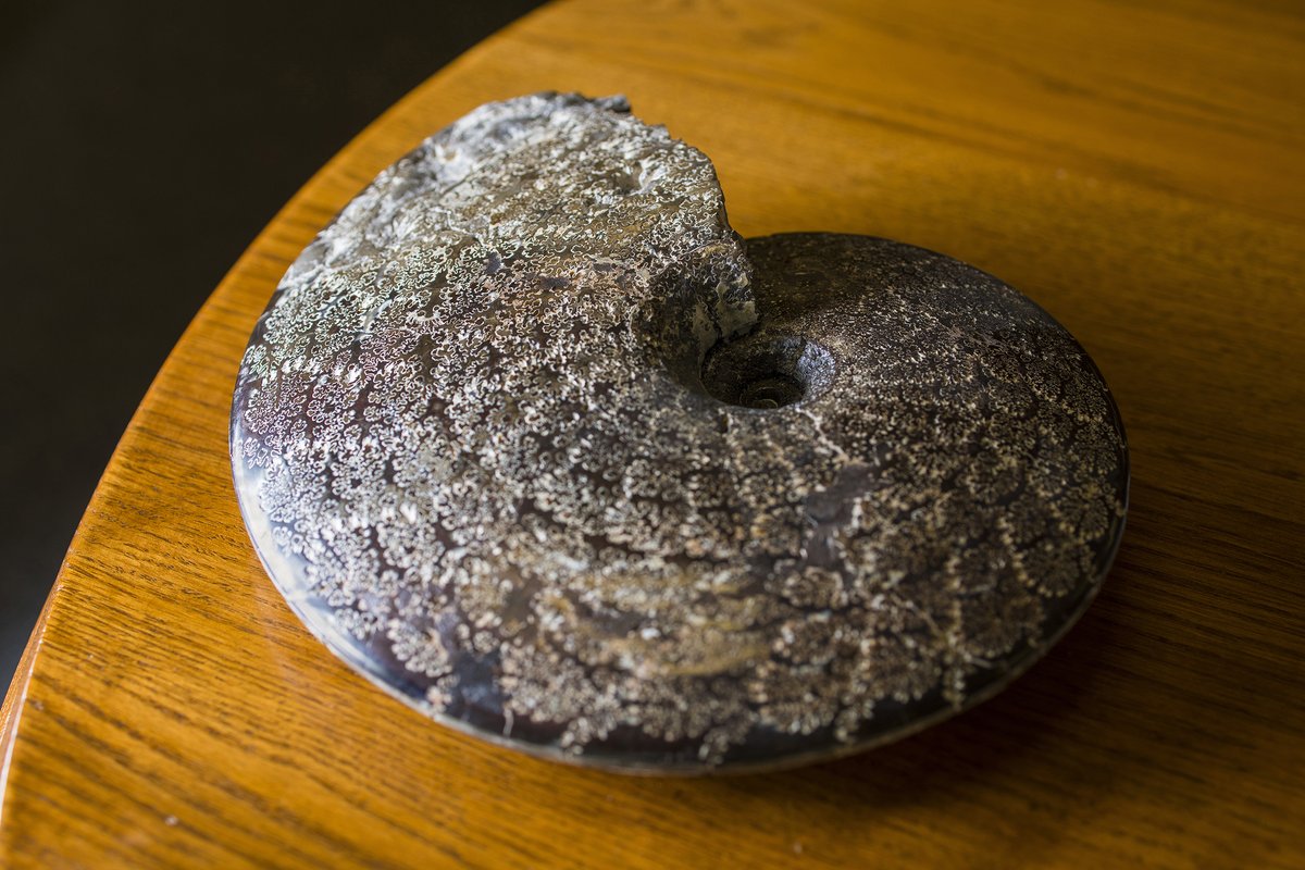 University of Alberta Museums (@ualbertamuseums) on Twitter photo The Invertebrate Paleontology Collection in <a href="/UofA_EAS/">UofA EAS Department</a> provides a comprehensive record of marine life through time. 🕰️
Learn more about this #UAlbertaMuseums collection: bit.ly/2FUtit3 #UAlberta The Invertebrate Paleontology Collection in <a href="/UofA_EAS/">UofA EAS Department</a> provides a comprehensive record of marine life through time. 🕰️
Learn more about this #UAlbertaMuseums collection: bit.ly/2FUtit3 #UAlberta