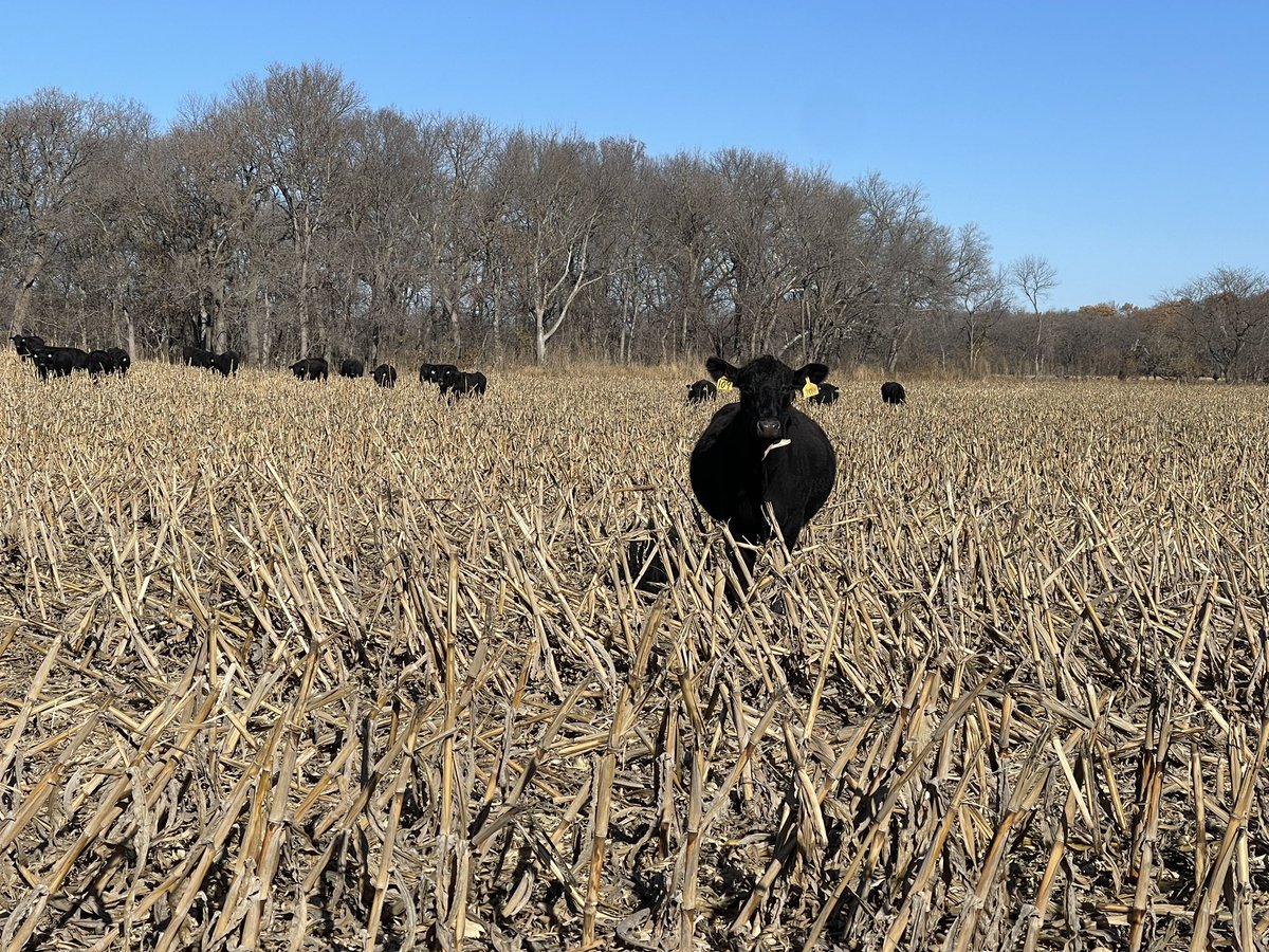 soilsdiva (@soilsdiva) on Twitter photo Cows and <a href="/KStateSoilH2O/">Peter Tomlinson</a> looking at beautiful Mollisols in the Flint Hills of Kansas. #109 was very curious. Cows snacking on the 🌽 stalks and left over grain. Cows and <a href="/KStateSoilH2O/">Peter Tomlinson</a> looking at beautiful Mollisols in the Flint Hills of Kansas. #109 was very curious. Cows snacking on the 🌽 stalks and left over grain.