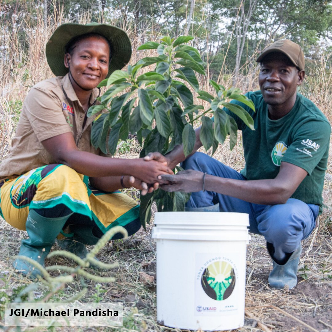 Dr. Jane Goodall & the Jane Goodall Institute (@janegoodallinst) on Twitter photo 🌍 Exciting news! Today, <a href="/USAIDTanzania/">USAIDTanzania</a> and Jane Goodall Institute Tanzania launched the USAID Tumani Kupitia Vitendo or (Hope Through Action) project, promoting sustainable development and habitat protection in Western Tanzania. Learn more: janegoodall.org/united-states-… 🌳👥 🌍 Exciting news! Today, <a href="/USAIDTanzania/">USAIDTanzania</a> and Jane Goodall Institute Tanzania launched the USAID Tumani Kupitia Vitendo or (Hope Through Action) project, promoting sustainable development and habitat protection in Western Tanzania. Learn more: janegoodall.org/united-states-… 🌳👥