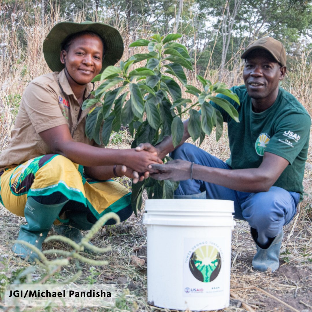 🌍 Exciting news! Today, @USAIDTanzania and Jane Goodall Institute Tanzania launched the USAID Tumani Kupitia Vitendo or (Hope Through Action) project, promoting sustainable development and habitat protection in Western Tanzania. Learn more: janegoodall.org/united-states-… 🌳👥