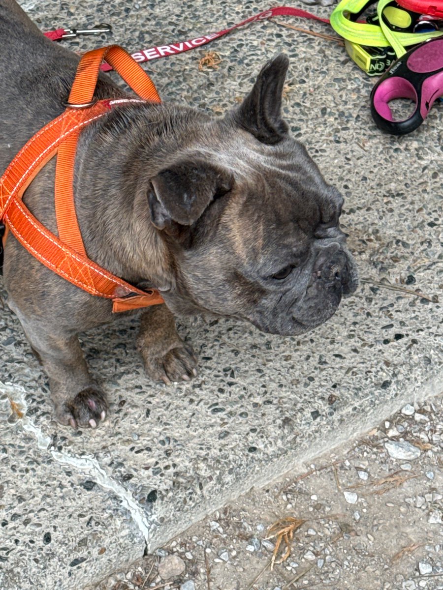 French Bulldogs LA (@french_bulldogs) on Twitter photo 
