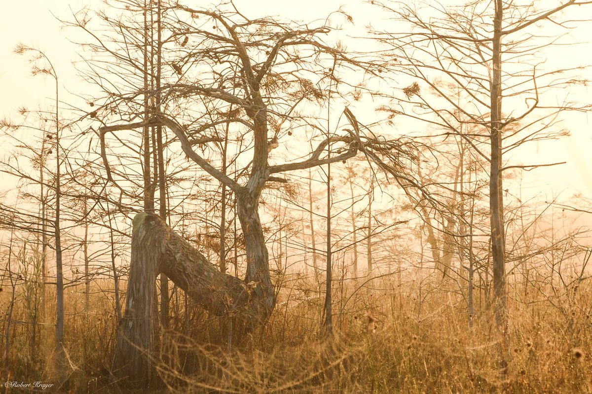 If E is for Everglades, Z is for Z tree. Some tales say that Native Americans bent dwarf cypress trees to serve as directional guides. It's a great reminder that the Everglades were first, and still, inhabited by Native Americans. Photo by Robert Krayer