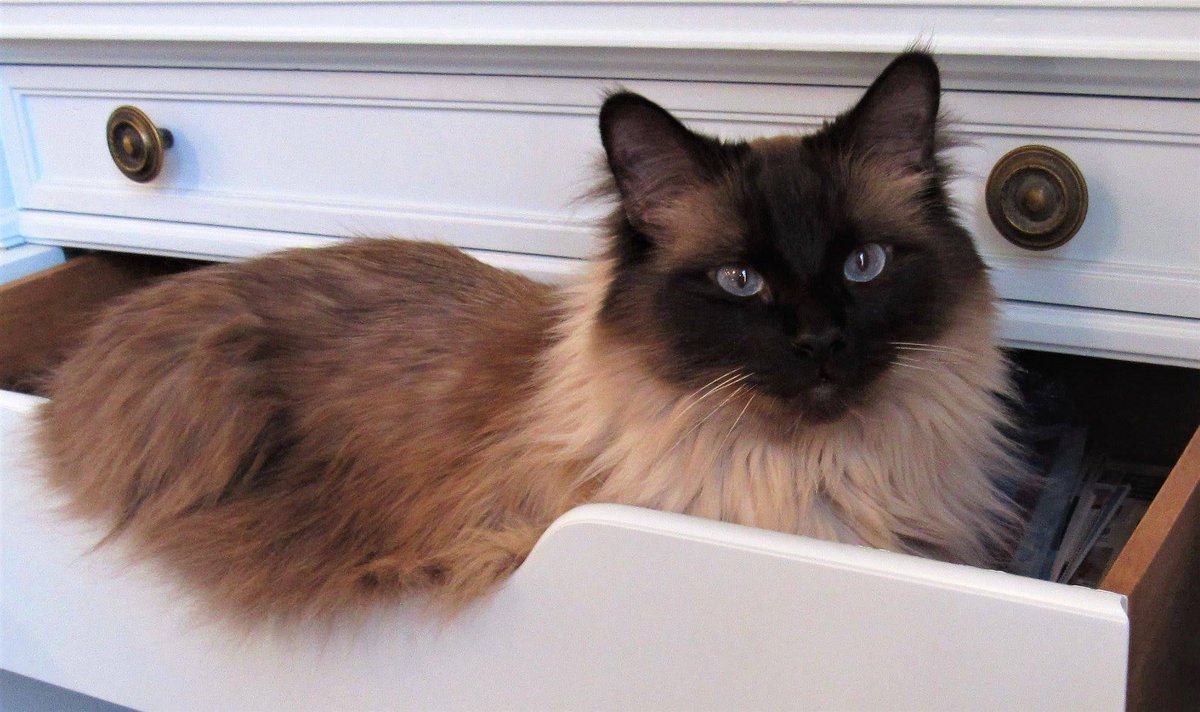 KGrissomAuthor's tweet photo. Bailey, my daughter Erin's rescue cat, hopes you find a reading nook as cozy as his drawer this weekend. 😻 #fridayvibes #weekendvibes #reading #readmorebooks #caspca #readingnook #catlover #ragdollcat #readingisfun https://t.co/gIbPpro4tk