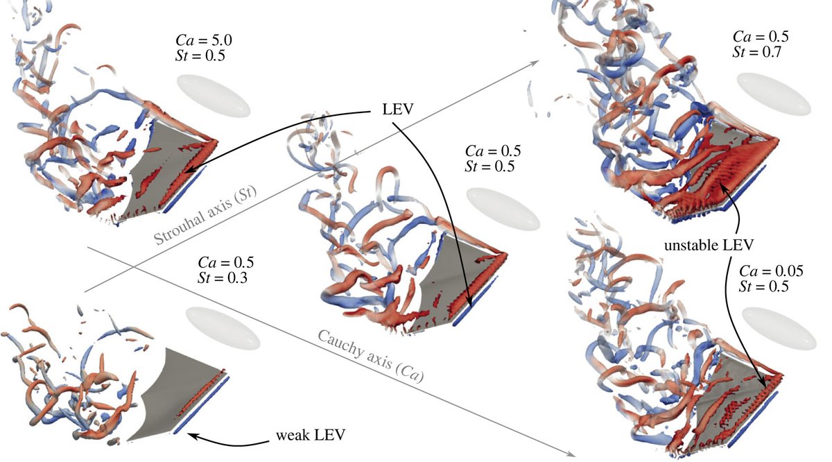 Researchers @unisouthampton & @tudelft use high-accuracy simulation models to reveal the high-performance features of bat membrane wings: ow.ly/PPJL50Q8fSA #JRSocInterface