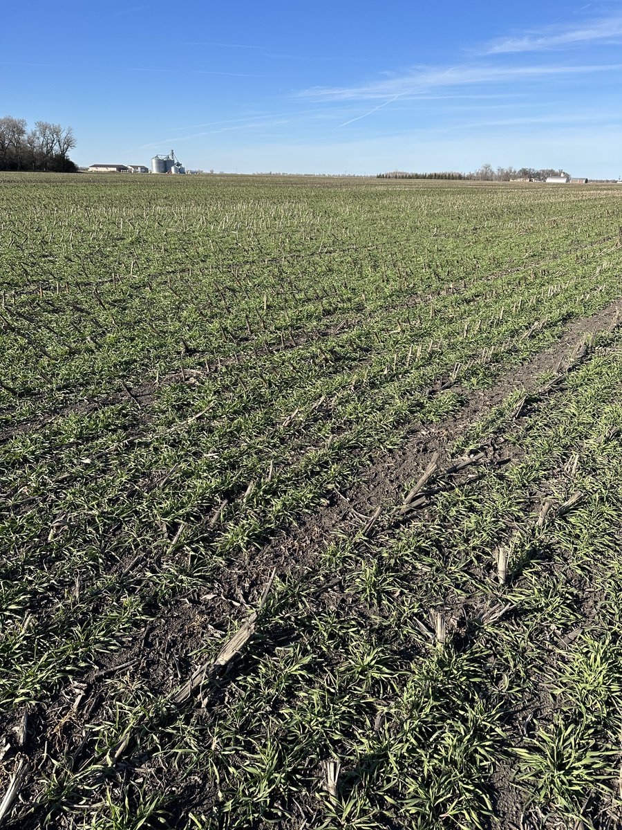 SoilLorax's tweet photo. Drilled #Rye cover crop after silage is taking off with this nice weather. 3rd year of planting green study. What will spring bring us in 2024?? ⁦@UMNExt⁩ #MNsoybeans   Thank you #Agassizseed for the donation! https://t.co/mYT92M7WiP