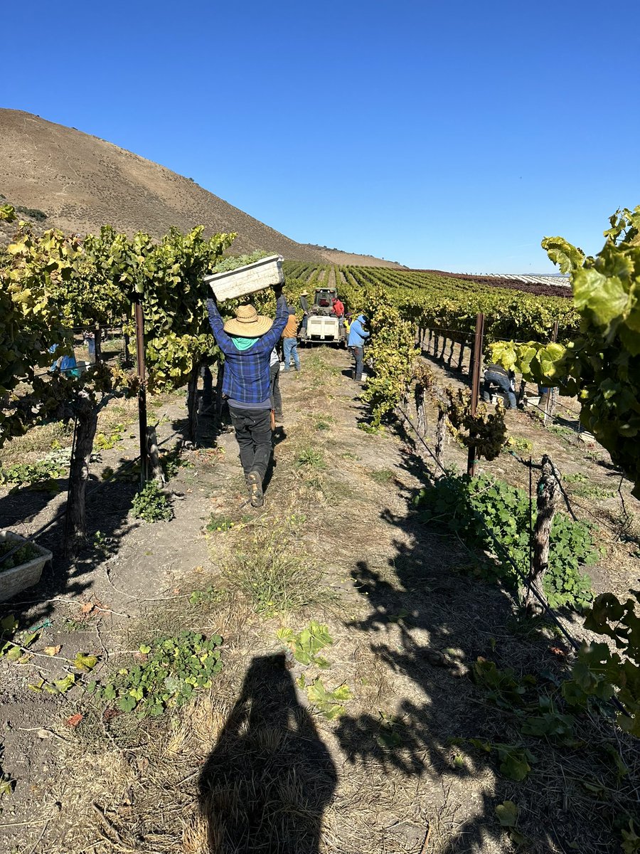 BonnyDoonVineyd's tweet photo. Our favorite time of year at Beeswax vineyard picking Grenache Blanc and Picpoul!

#BonnyDoonVineyard #BornToRhone #SlowCoast  #AllRoadsLeadToRhone #WinesOfTheEarth https://t.co/RnWnerj8HZ