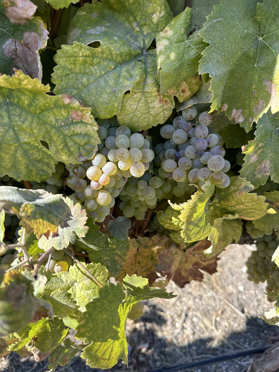 BonnyDoonVineyd's tweet photo. Our favorite time of year at Beeswax vineyard picking Grenache Blanc and Picpoul!

#BonnyDoonVineyard #BornToRhone #SlowCoast  #AllRoadsLeadToRhone #WinesOfTheEarth https://t.co/RnWnerj8HZ