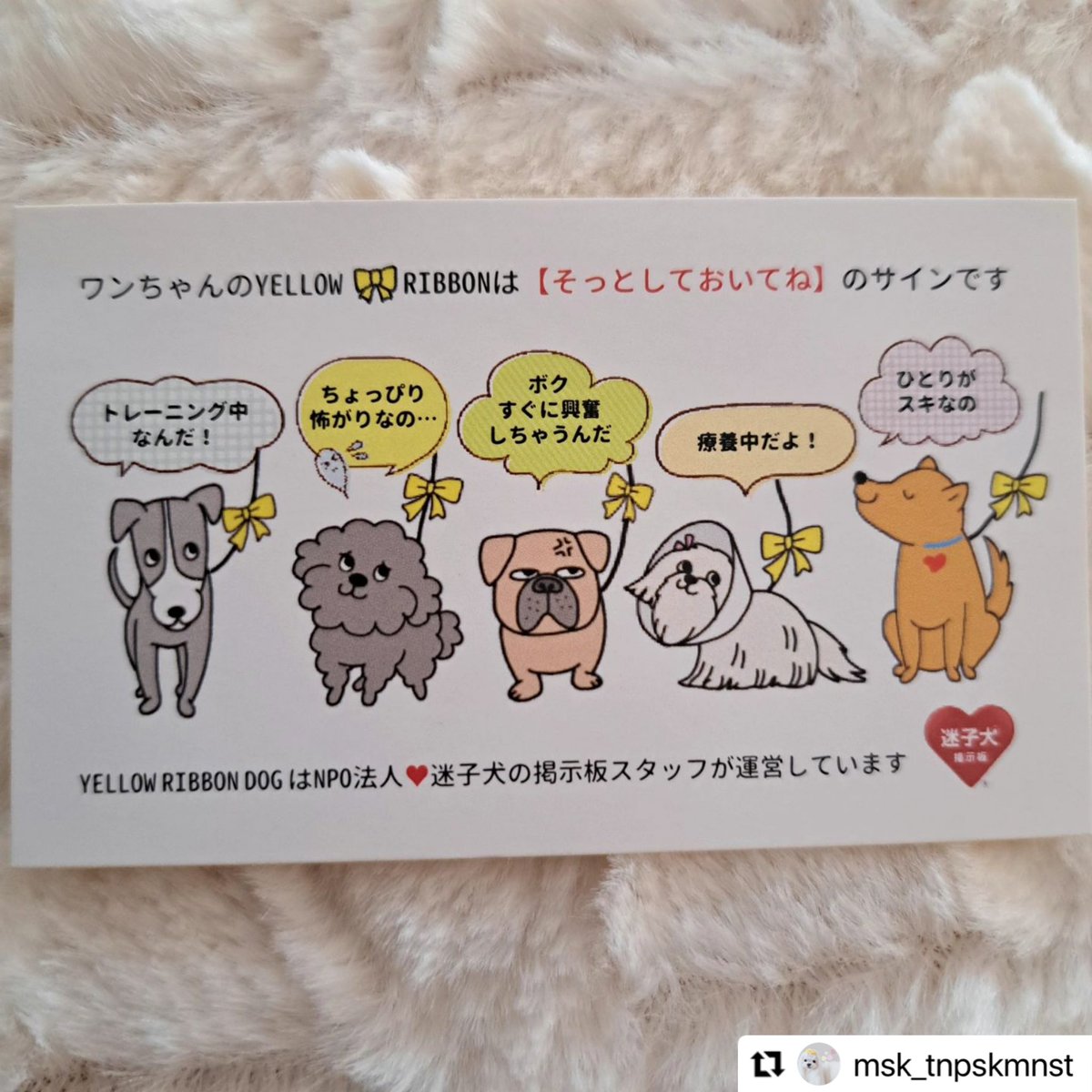 #イエロードッグプロジェクト 🎗️ #🎗️ #イエローリボンドッグ #イエローリボンドッグ広め隊　

💛わが家のイエローリボンドッグ✨
🎗️投稿紹介

🎗️🎗️
ずっとメルちゃんの為に欲しかった
イエローリボン🎗️
２種類💛
届きました💛
.
怖がりメルは一緒に写真撮影は難しいです😣
だからコラージュで。
.