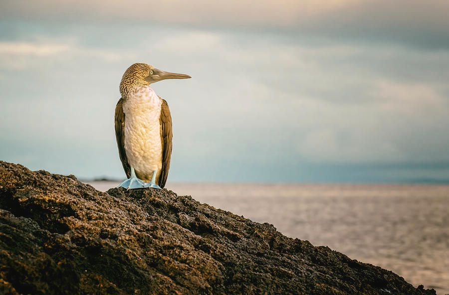 Blue-Footed Booby Galapagos Islands II! buff.ly/3SmZWfL #booby #Galapagos #bluefooted #galapagosislands #birds #birdphotography #wildlife #wildlifephotography @joancarroll