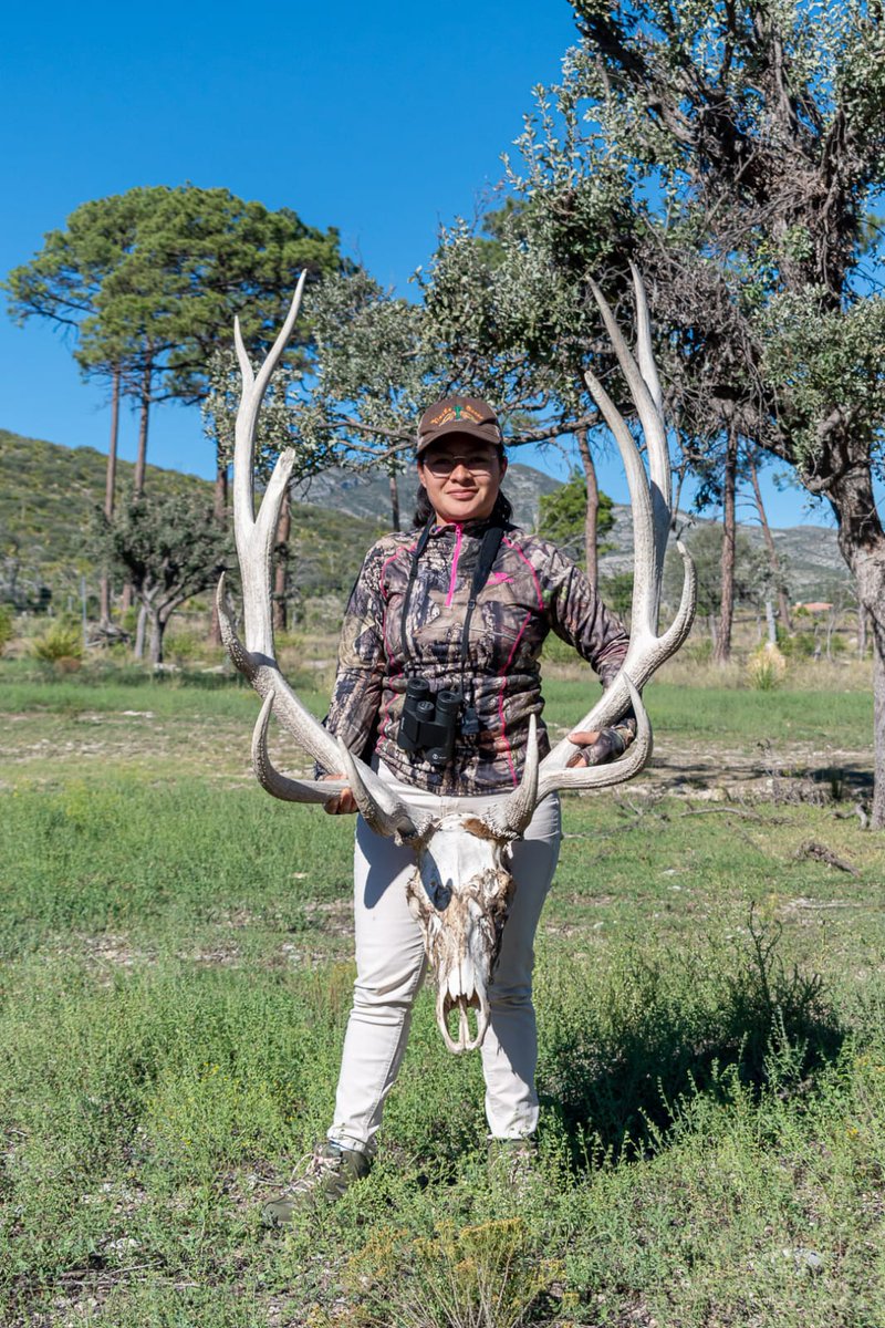 Susan_BautistaL's tweet photo. El cráneo y astas de un elk son muy grandes. Son impresionantes en vida libre. https://t.co/8dHDochoEl