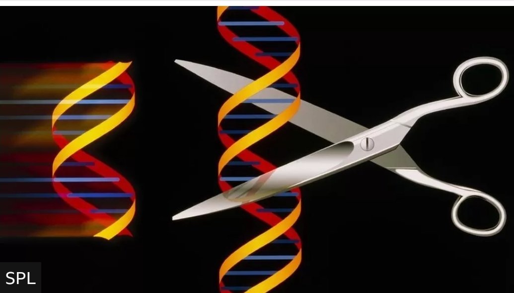 European Sickle Cell Federation tweet media