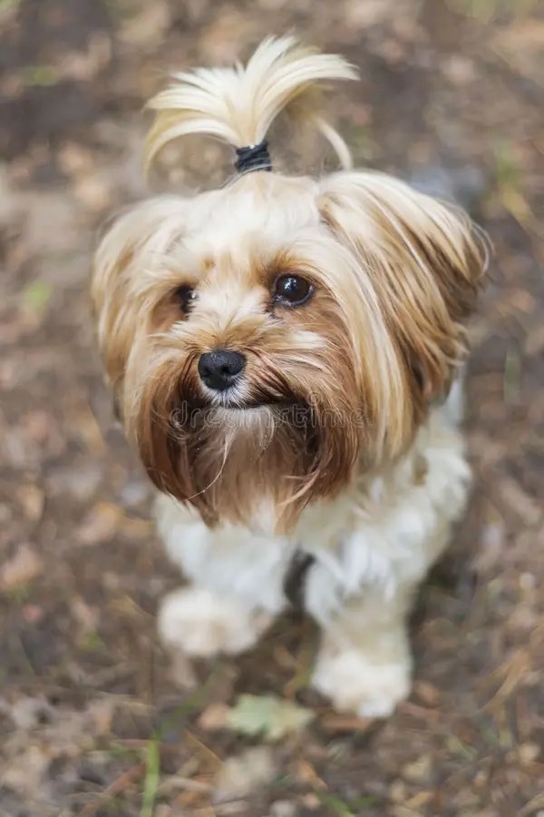 I am absolutely 100% sure this is what her Yorkie looks like  #LoveAfterLockup