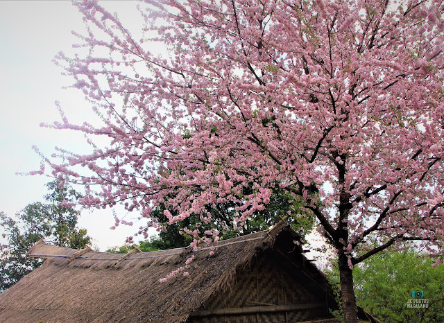Cherry Blossom in Nagaland 🌸🌸🌸
🩷
#HornbillFestival