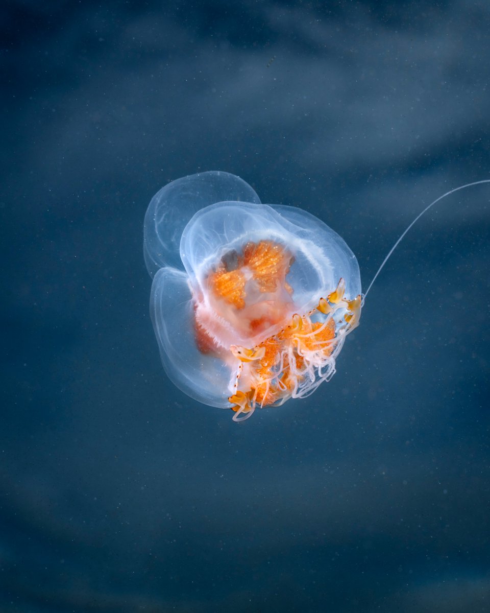 Leuckartiara jellyfish just beneath the surface from yesterday in Monterey Bay