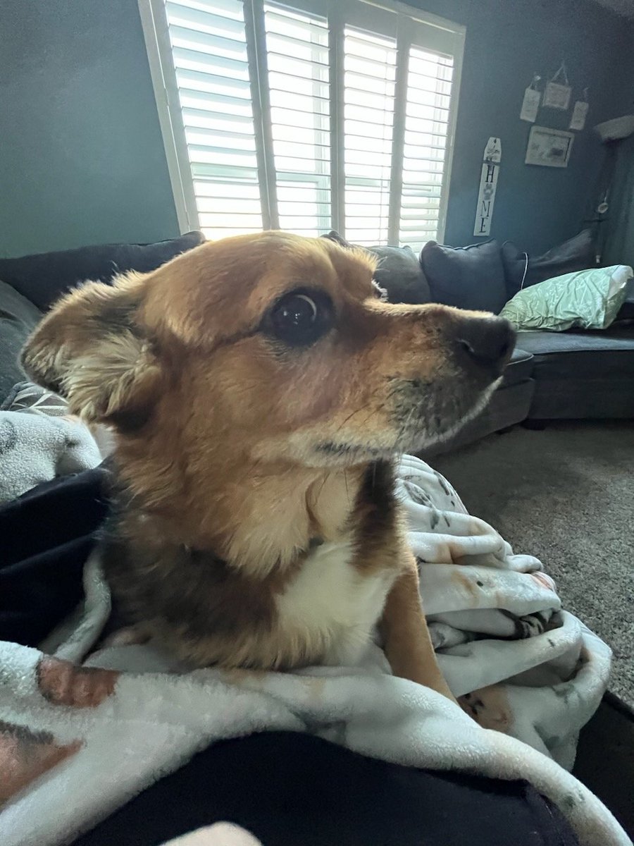 TheDiggyDogg's tweet photo. Well hello...I haven't posted in awhile...my Hooman Seester took this photo...you can tell I was not pleased. https://t.co/EHHoDrasnN