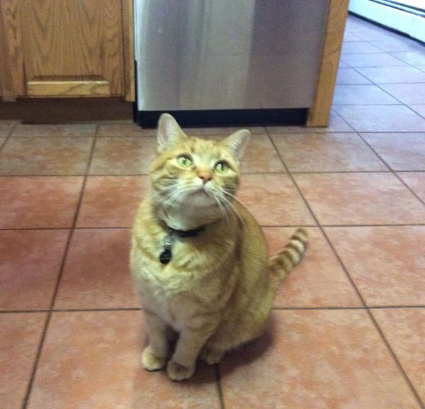 AnnieIsFedUp's tweet photo. I’m so sad. Cozy, the best cat in the world, has passed. I don’t think I can ever have another 4-legged friend. It’s too damn hard. https://t.co/VJK2N2O7Rr