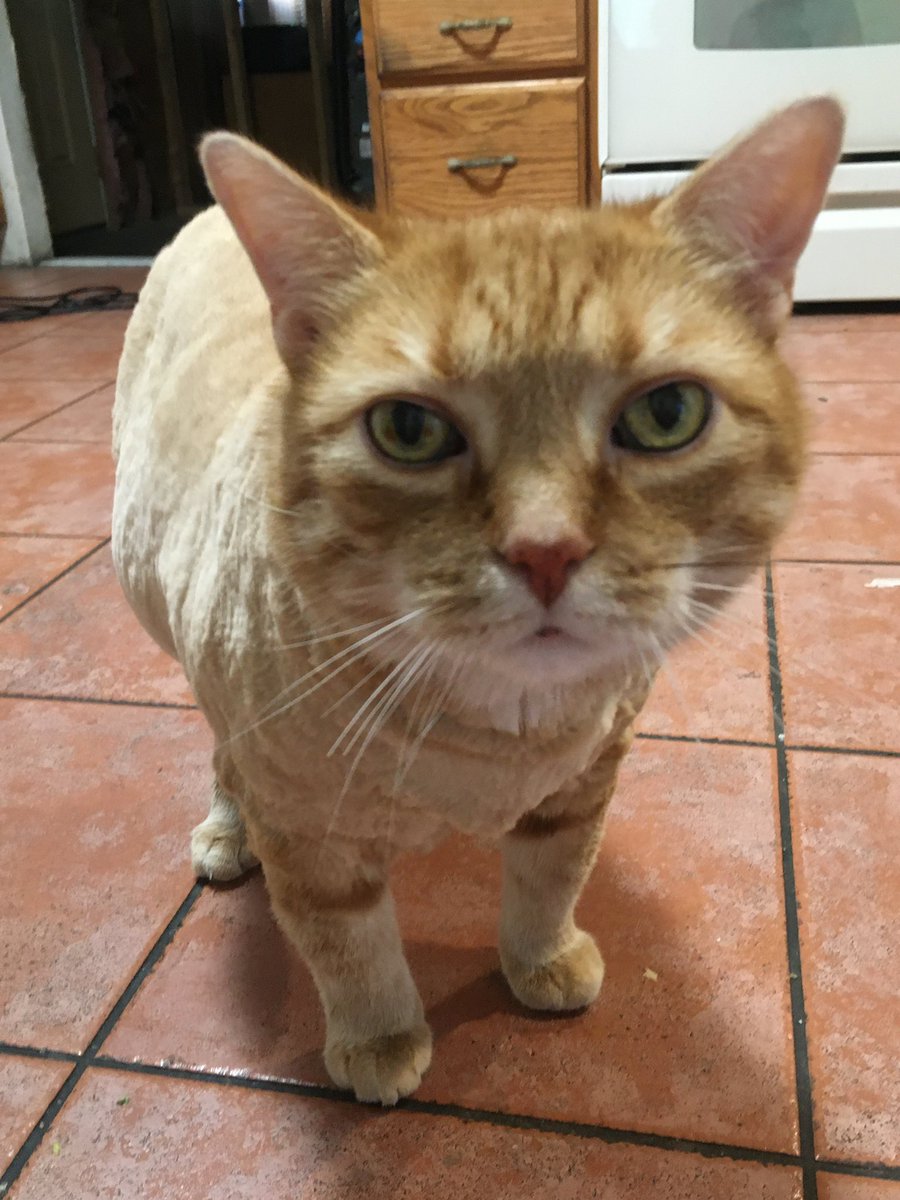 AnnieIsFedUp's tweet photo. I’m so sad. Cozy, the best cat in the world, has passed. I don’t think I can ever have another 4-legged friend. It’s too damn hard. https://t.co/VJK2N2O7Rr
