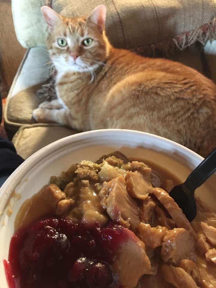 AnnieIsFedUp's tweet photo. I’m so sad. Cozy, the best cat in the world, has passed. I don’t think I can ever have another 4-legged friend. It’s too damn hard. https://t.co/VJK2N2O7Rr