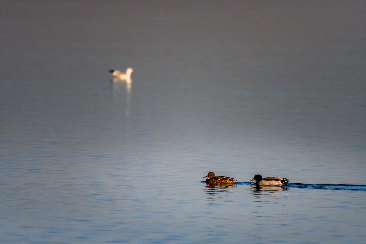 donrisi's tweet photo. Lake Hefner, OKC
#Z7ii
#500pf
#1.4TC
#nikonusa
#oklahoma
#oklahomacity
#okc
#lake
#lakehefner
#telephoto
#wildlife
#birds
@nikonusa
@nikonoutdoorusa
#nikonphotographers
#nikonphotography
#NikonCreators
#NikonNoFilter
#nikonusa
#IAMGenerationImage
#nikonartists
#nikoncreators https://t.co/vzuLtKV3Lm