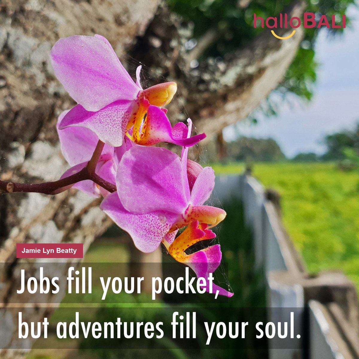 Jobs fill your pocket, but adventures fill your soul. ~ Jamie Lyn Beatty
#Bali #Orchid #BaliOrchid #Quote #Travel #TravelQuote #MorningQuote #InstaQuote #QuoteOfTheDay